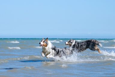 Urlaub mit Hund an der Küste
